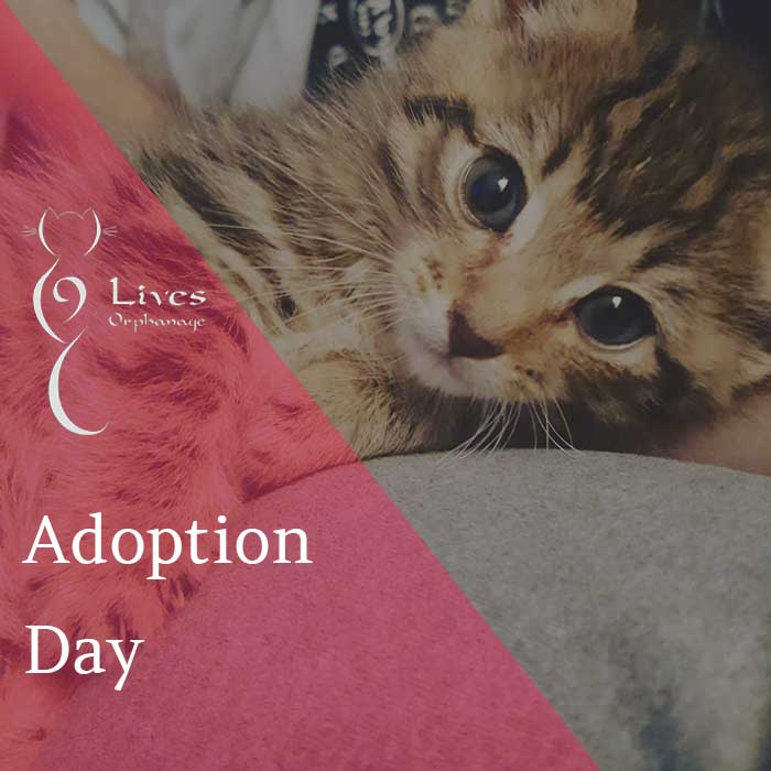 9 lives adoption