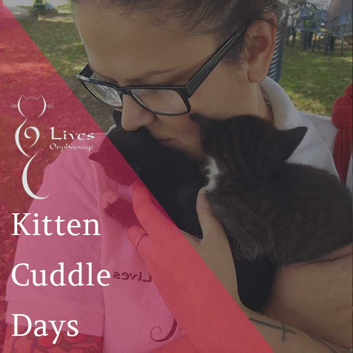 9 store lives kitten